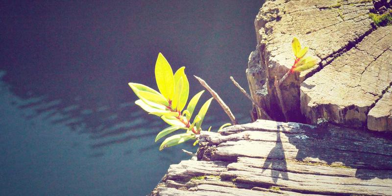 品牌策划如何赋能企业增长:从战略设计到营销落地的完整指南